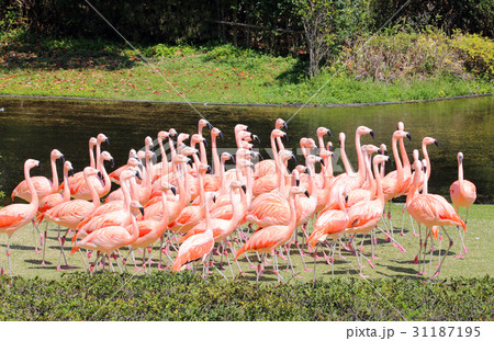 Flamingo Show Stock Photo Flamingo Show Stock Photo