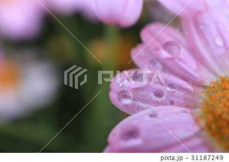 淡いピンク色のマーガレットの花にしずく 31187249