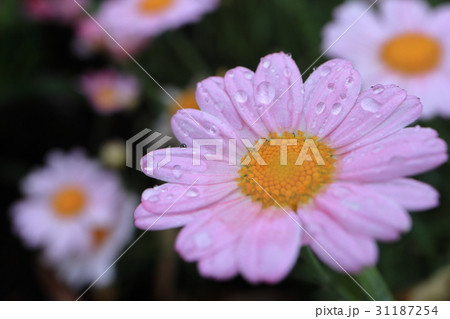 淡いピンク色のマーガレットの花にしずく 31187254
