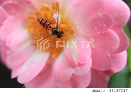 小さいピンク色の薔薇の花・ザフェアリーにホソヒラタアブ 31187257