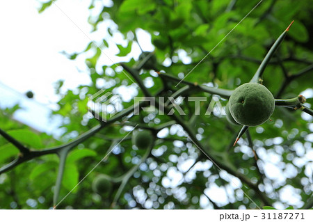 カラタチの木の若葉に新緑と実 31187271