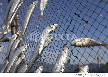 網にかかった魚の写真素材