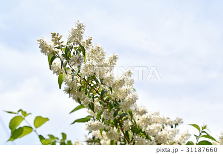 ウツギ（空木） 31187660