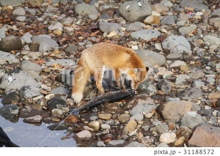 鮭のほっちゃれを食べるキタキツネ 31188572