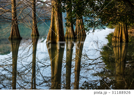 九大の森の落羽松1 31188926