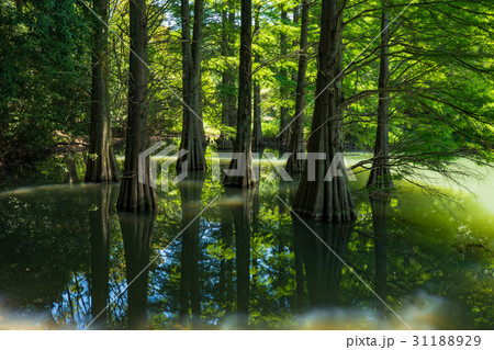 九大の森の落羽松2 九大の森の落羽松2 31188929