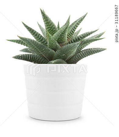 haworthia limifolia isolate 31189667