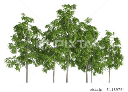 Trees in a row isolated on white 3d illustration 31189764