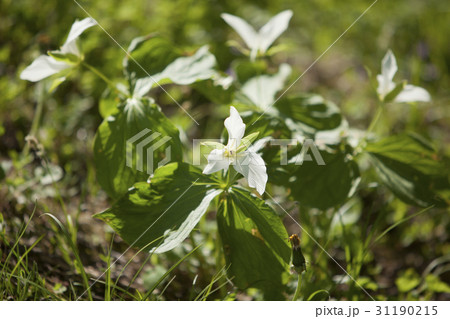 延齢草　エンレイソウ 31190215