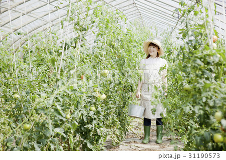 トマト農家 31190573