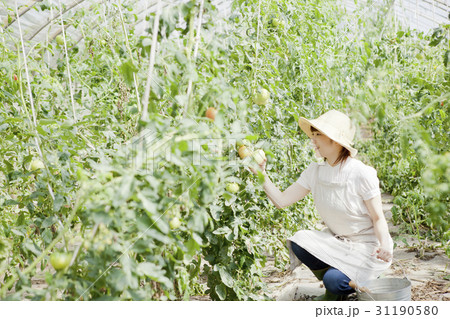 トマト農家 トマト農家 31190580