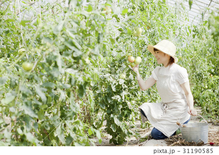 トマト農家 31190585