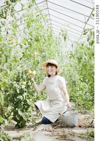 トマト農家 31190589