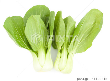 Baby Pak Choy on white 31190816