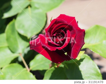 真紅の薔薇 黒真珠の写真素材