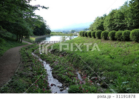 鹿田山フットパスのクリンソウ 31191878