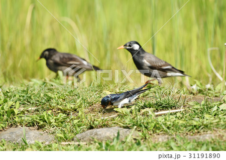 ツバメとムクドリ ツバメとムクドリ 31191890