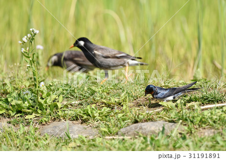ツバメとムクドリ ツバメとムクドリ 31191891