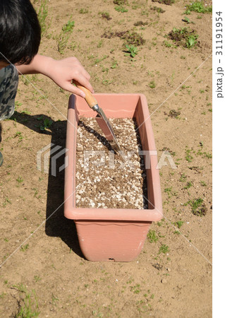 初心者の家庭菜園 オクラの種を蒔く男の子 初心者の家庭菜園 オクラの種を蒔く男の子 31191954