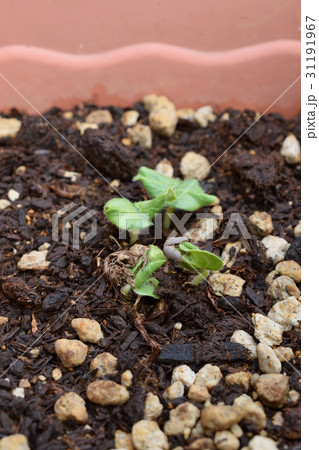 初心者の家庭菜園　オクラの発芽 31191967