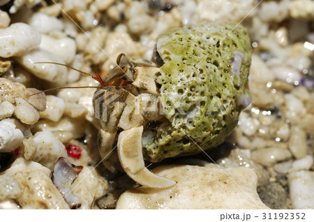 ヤドカリ やどかり 海 31192352