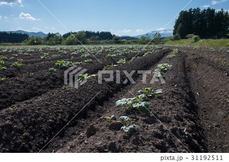 新芽の出たじゃがいも畑 31192511
