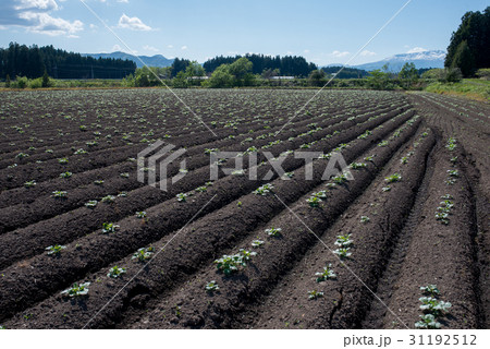 新芽の出たじゃがいも畑 31192512