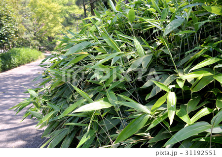 熊笹 熊笹 31192551