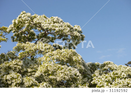 松江城二の丸にあるナンジャモンジャの木 31192592