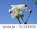 白山の花 31192602