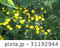 白山の花 31192944