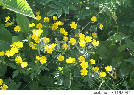 白山の花 31192944