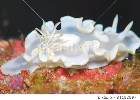 ウミウシ 31192997