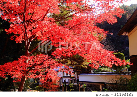 白毫寺(兵庫県 丹波市)境内の紅葉 白毫寺(兵庫県 丹波市)境内の紅葉 31193135