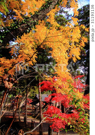 白毫寺(兵庫県 丹波市)境内の紅葉 白毫寺(兵庫県 丹波市)境内の紅葉 31193136