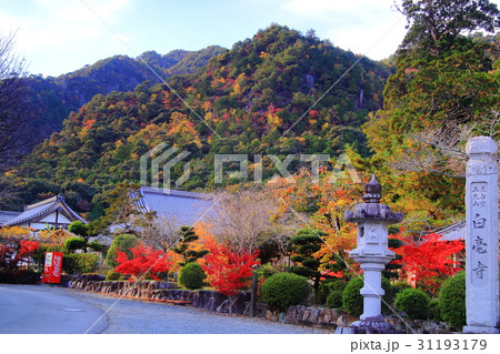 白毫寺（兵庫県　丹波市）境内の紅葉 31193179