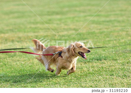 駆け抜けるダックスフント１ 31193210