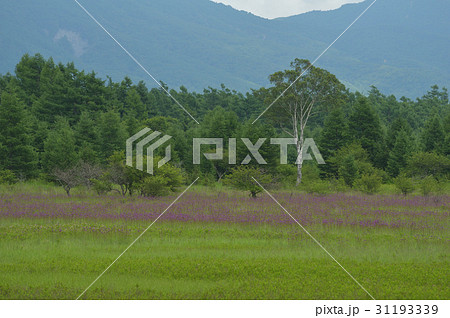 小田代ヶ原 ノアザミとダケカンバ 31193339