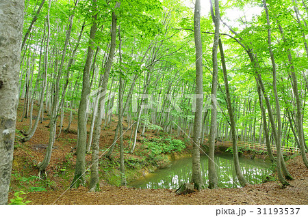 新緑の美人林 新緑の美人林 31193537