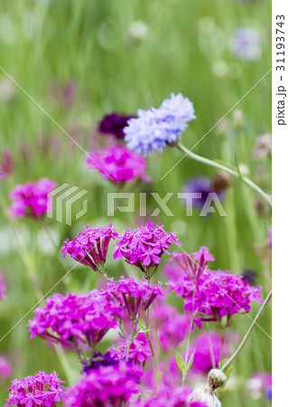 ムシトリナデシコ ムシトリナデシコ 31193743