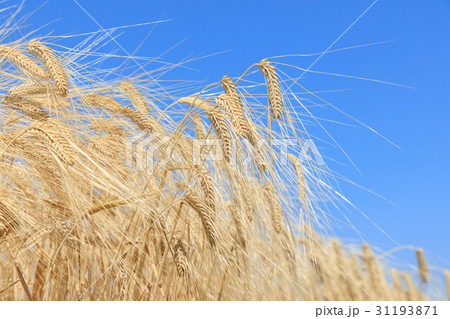 麦畑 麦秋 二条大麦 ビール麦(5月) 麦畑 麦秋 二条大麦 ビール麦(5月) 31193871