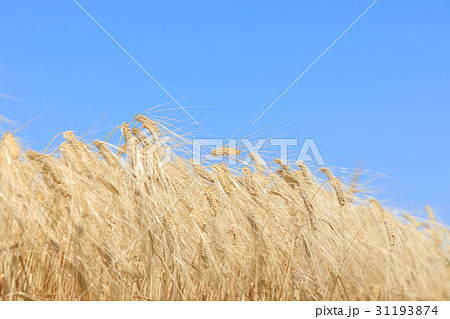 麦畑　麦秋　二条大麦　ビール麦（5月） 31193874