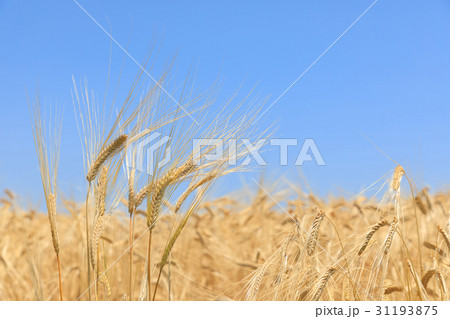 麦畑 麦秋 二条大麦 ビール麦(5月) 麦畑 麦秋 二条大麦 ビール麦(5月) 31193875
