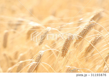 麦畑　麦秋　二条大麦　ビール麦（5月） 31193876
