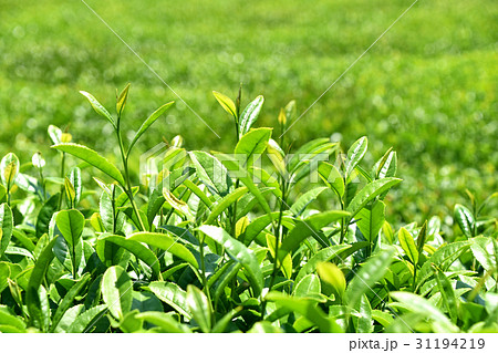 茶畑 茶畑 31194219