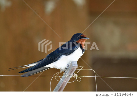 軒下のツバメ 31194647