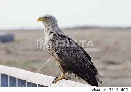 オジロワシ white-tailed eagle 北海道野鳥 オジロワシ white-tailed eagle 北海道野鳥 31194666