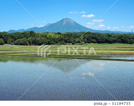水田に映る逆さ大山　逆さ大山　 31194735