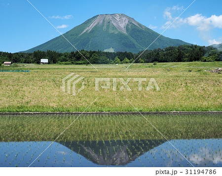水田に映る逆さ大山 逆さ大山 水田に映る逆さ大山 逆さ大山 31194786