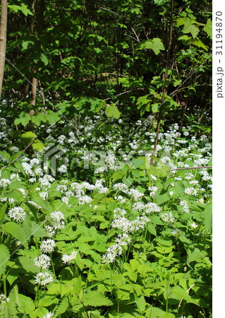 wild bears garlic (Allium ursinum) in flower 31194870